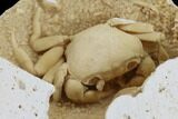 Fossil Crab (Potamon) Preserved in Travertine - Amazing Detail! #98904-1